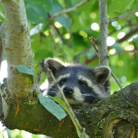 Kleine, Gemuetliche 度假居