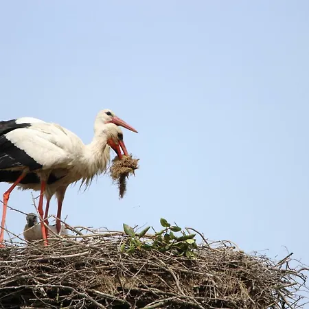Kleine, Gemütliche Ferienhaus Ludorf